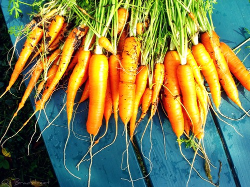our carrot harvest :: explored