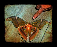 Atlas Moth - Attacus atlas