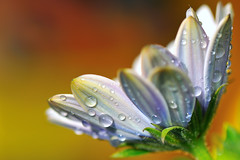 Flower and drops