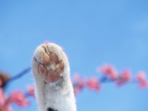 Sakura cat (cat's paw with cherry blossoms)