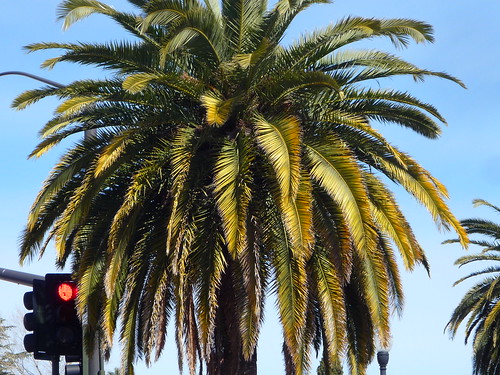 palm tree stoplight