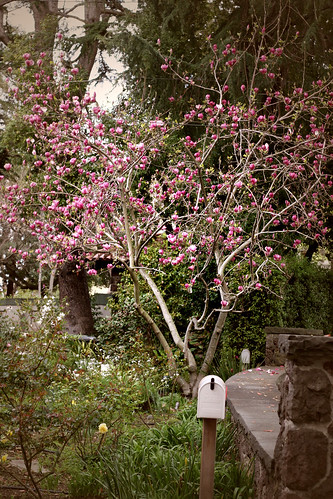 magnolia mailbox