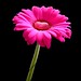 Happy Valentines Day - pink gerbera with a heart of chocolate