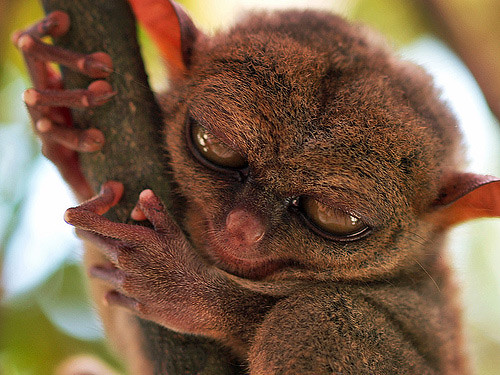 tarsier-philippines-01 by you.