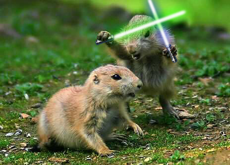  puppies, bats, squirrels, and more on the blog Animals With Lightsabers!