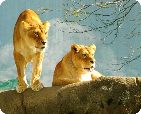 Lions at the Rosamond Gifford Zoo
