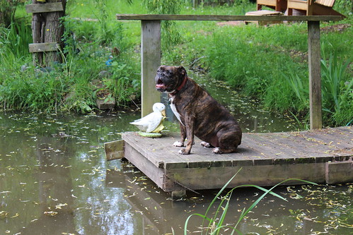 Chillin' By the Pond - Bell