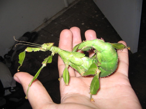Spiny Leaf Insect Facts: