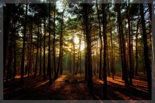 English Pine Forest