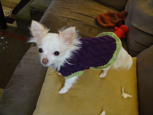 Saffy's new sweater
