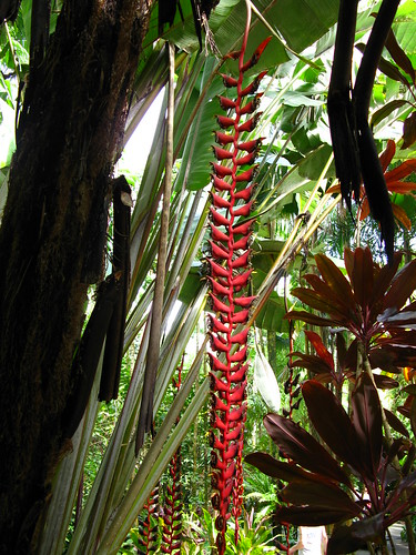 Heliconia longissima; Hawaii Tropical Botanical Garden