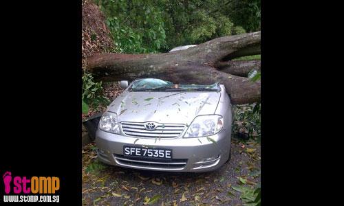 Tree falls and smashes into car at Queensway 
