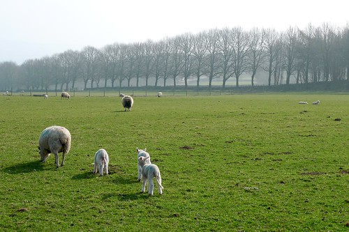 Lambs and Sheep