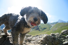 Escursione col cane in montagna in Piemonte