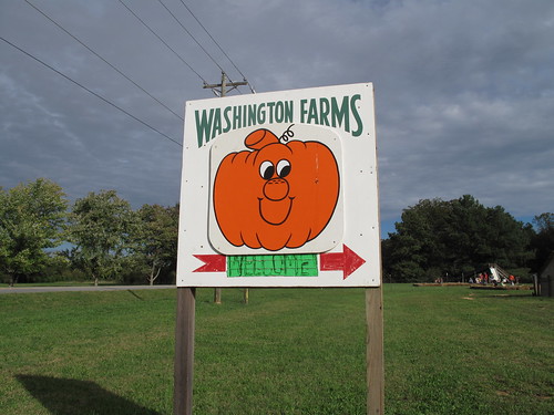Washington Farms pumpkin day!