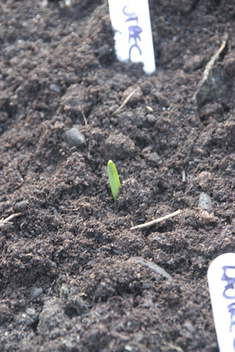 Lautrec Garlic Sprouting
