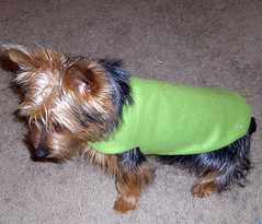 puppy coat 2