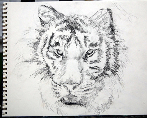 Tiger sketch by Kathleen Coy