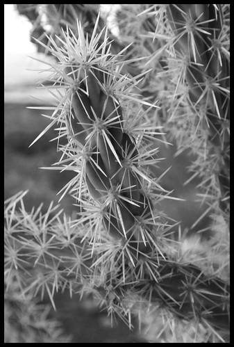 Spikes bw
