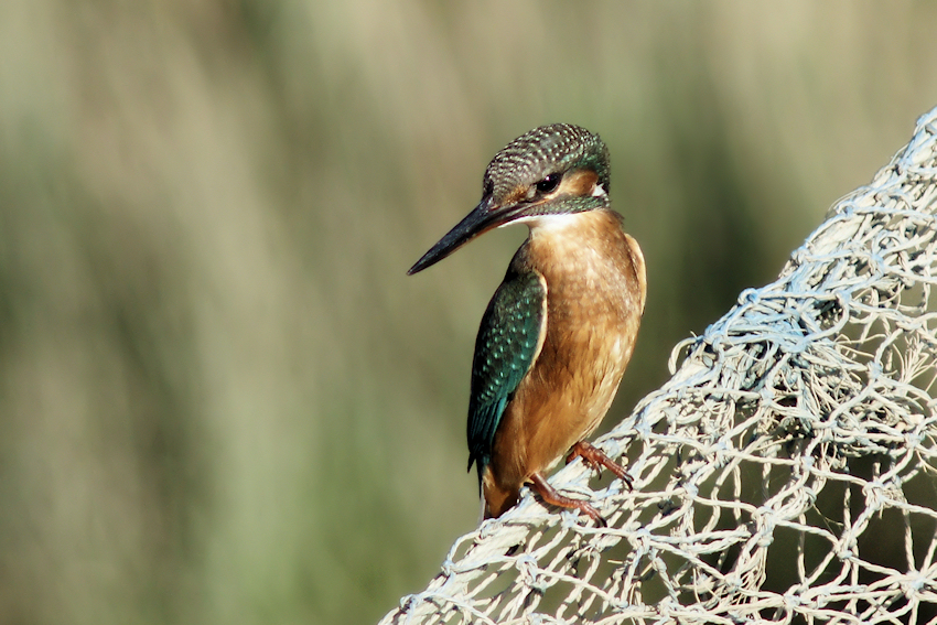 Guarda Rios - Kingfisher (Alcedo atthis)