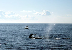 Whales_boat2