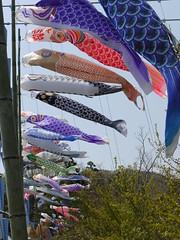 鯉のぼり祭り