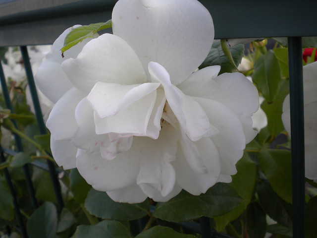 千葉～白い花