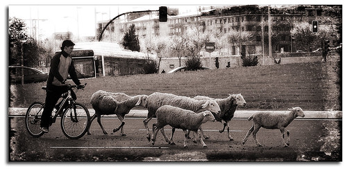 pastoreo urbano