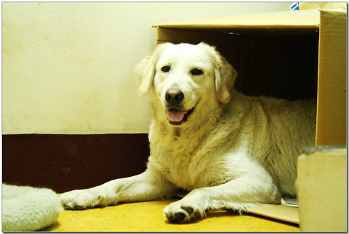 2009-03-12-「預約認養」台中救援的黃金獵犬大甲媽三毛～昨天生了7隻混黃金獵犬幼犬～開始接受預約認養，三毛媽媽也要找新家喔！