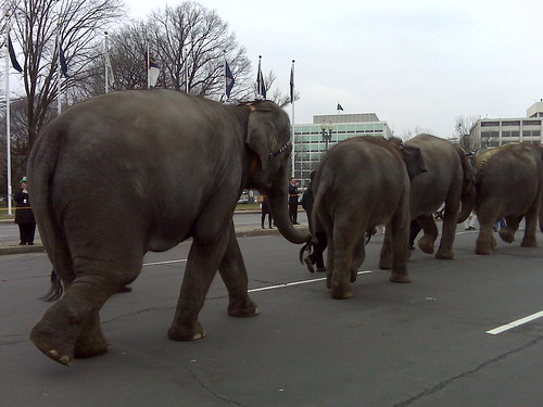 They hold trunks and tails when they walk... awwwww! 