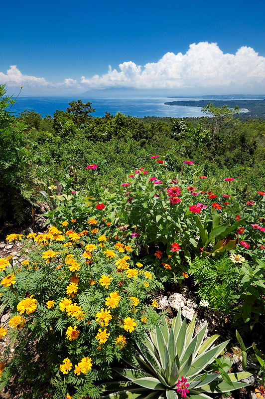 Licup Viewpoint Flowers