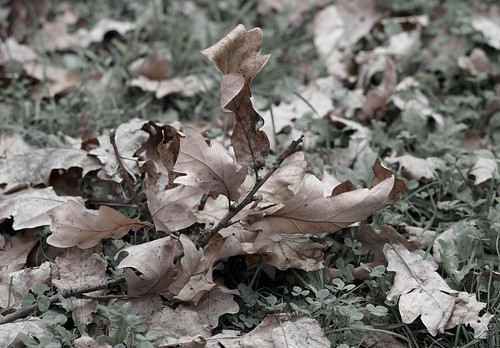Autumn sheet ©  Harry Popoff