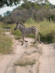 Young Zebra Crossing Road, Savuti, Botswana