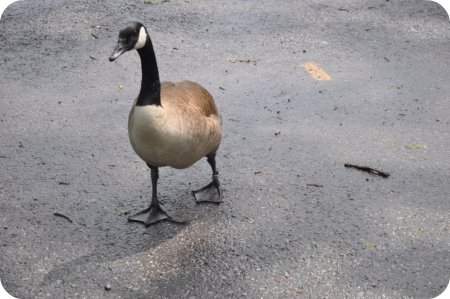 Canada Goose looking for parking