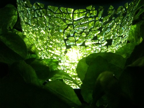 Spinach Lantern