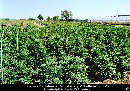 cannabis_field1