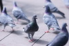 上野公園の鳩　‥　ゾナー135㎜の凄まじい描写力。