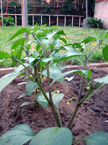 Jalapeno Pepper Buds