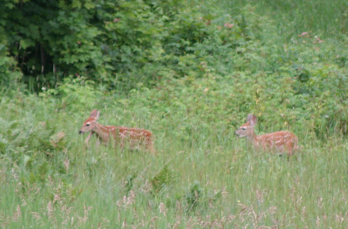 deer twins_026
