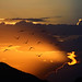 Sunset flight by khosey1