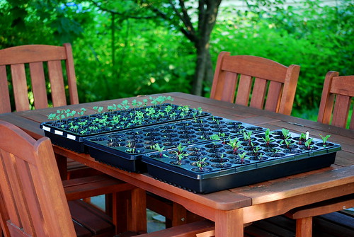 Seedlings on table