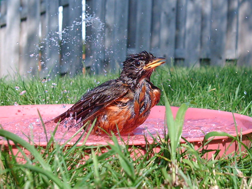 American Robin bathing