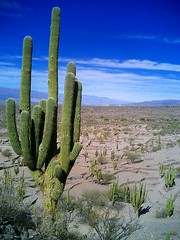 Cactus Ruinas de Quilmes