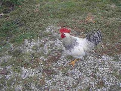 Inspirational Thoughts on Funny Ways to Relieve Signs of Stress - picture of my rooster Liam singing