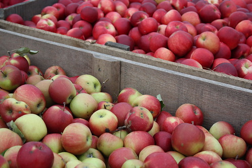 Michigan Apple Orchard