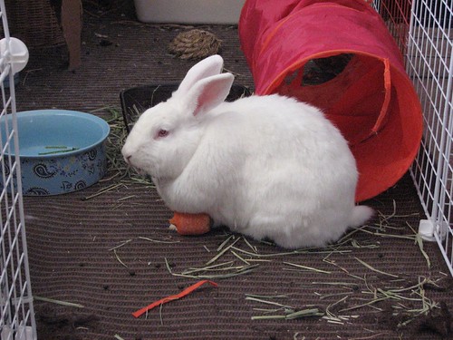 gus and carrot 3