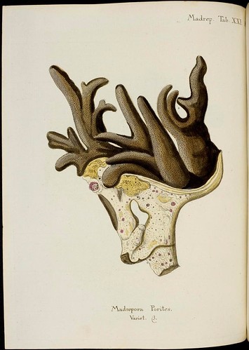 Madrepora porites (Esper coral book)