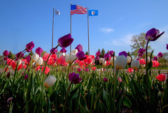 Flags n Tulips