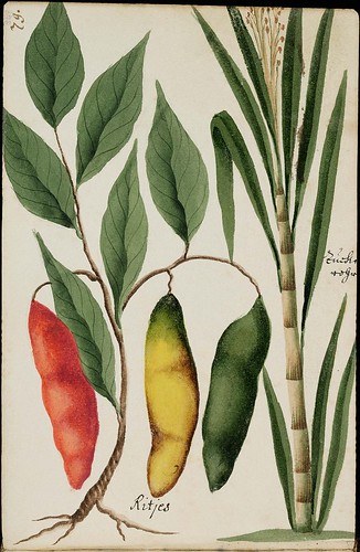 red, yellow & green chilli pods & bamboo plant