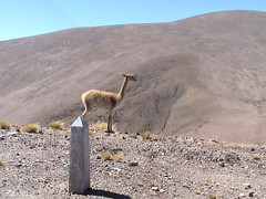 Vicuna (lama), Argentinië